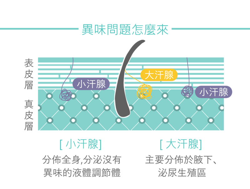 大汗腺主要分佈於身體的特定區域，如腋下、手掌、腳底等，其分泌的汗液含有水、電解質和微量物質，具有調節體溫、保濕皮膚等功能。小汗腺則分佈於全身，主要負責分泌皮脂和其他物質，對皮膚的滑潤和保護起著重要作用。